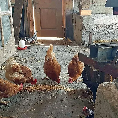 Apartment Almliesl Zell-448 *